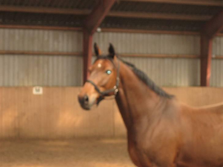 Dansk Varmblod Ørstedlunds Lemon billede 6