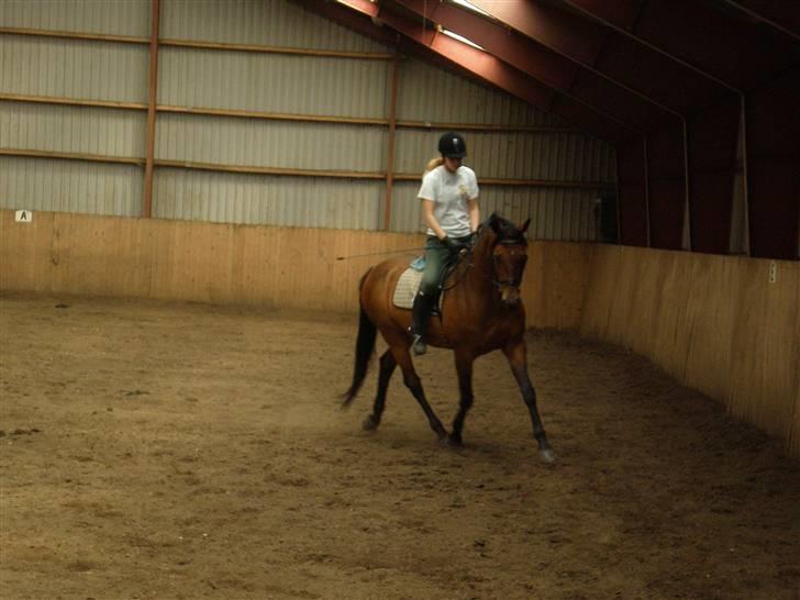 Dansk Varmblod Ørstedlunds Lemon billede 7