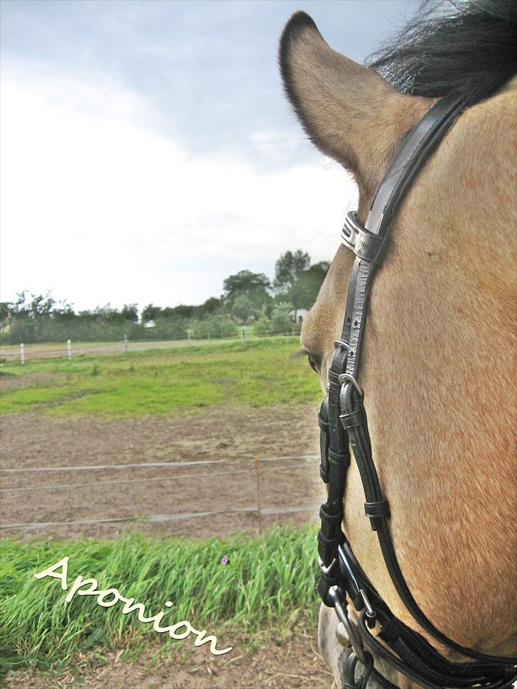 Pinto Aponion  - Velkommen til Aponion´s profil billede 1