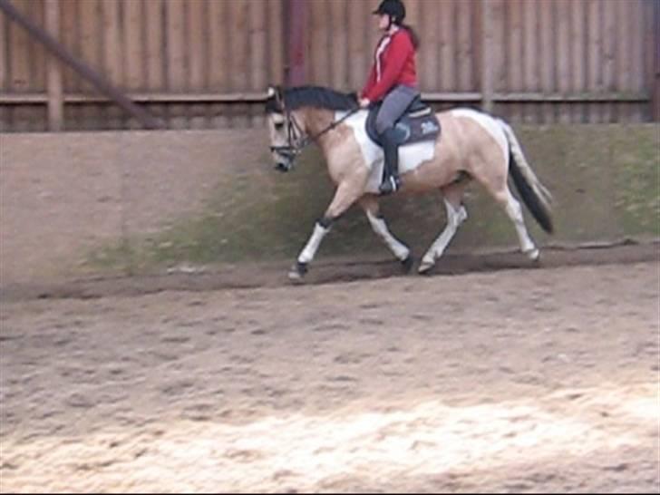 Pinto Aponion  - Nyt! øgning billede 2