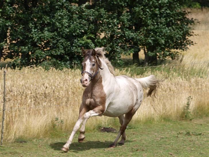 Anden særlig race Silas <3 - silas på sommergræs <3 den lille bølle.. :D billede 2