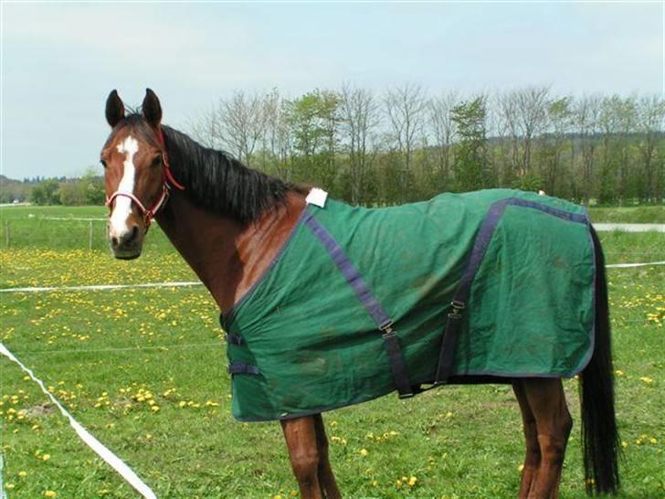 Arabisk fuldblod (OX) Grafik ox - Dejlige pony billede 7