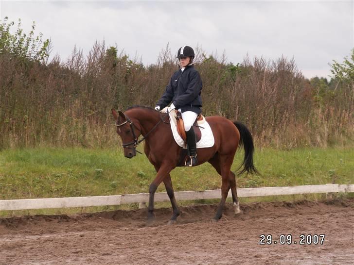 Arabisk fuldblod (OX) Pacat ox (Hjemsendt) billede 2