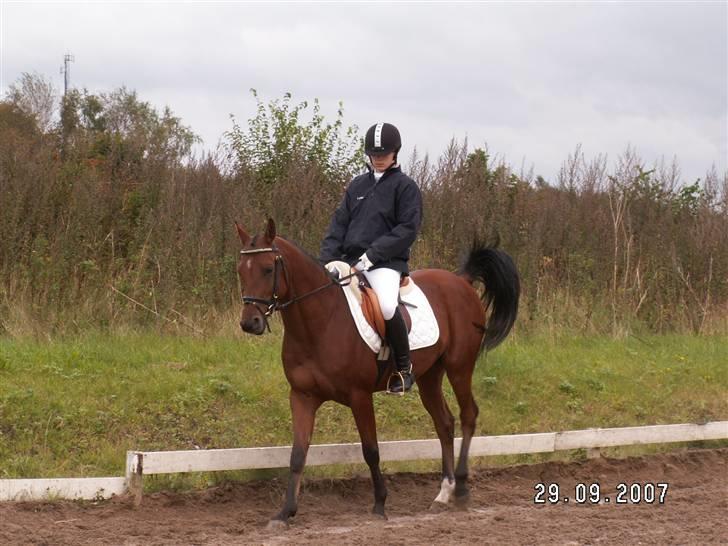 Arabisk fuldblod (OX) Pacat ox (Hjemsendt) billede 3