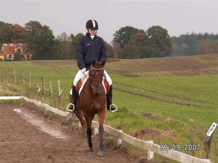 Arabisk fuldblod (OX) Pacat ox (Hjemsendt) billede 5