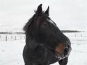 Oldenborg Soras af hesselgård<33