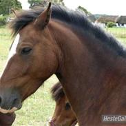 Welsh Pony af Cob-type (sec C) Gribsvads Ras (solgt)