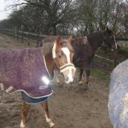 Welsh Pony af Cob-type (sec C) Brownie