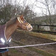 Welsh Pony af Cob-type (sec C) Brownie