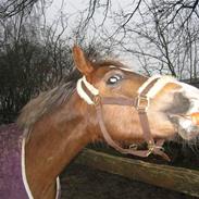 Welsh Pony af Cob-type (sec C) Brownie