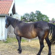 Oldenborg Melissa