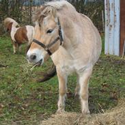 Fjordhest Samos Stenhøj