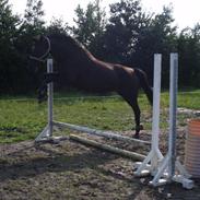 Dansk Varmblod Helomia De L