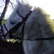 Welsh Mountain (sec A) Iloboy (IB) <3gammel part