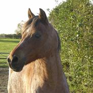 Anden særlig race Starlight *solgt*