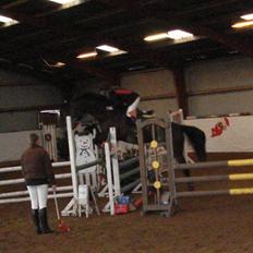 Anden særlig race Rosenhavens Freja | Solgt