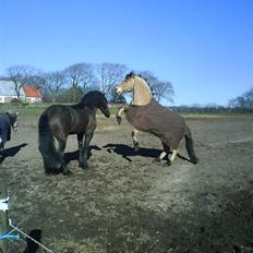 Anden særlig race Frede <3 Lånt Videre :/