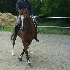 Tysk Sportspony Faria *10/11-08 R.I.P *