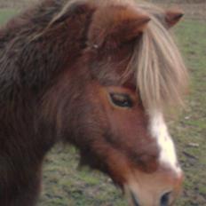 Anden særlig race Kasper (plejehest)