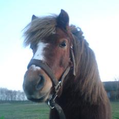 Anden særlig race Kasper (plejehest)