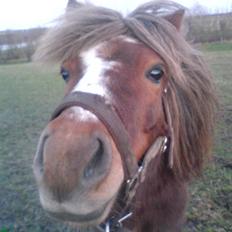Anden særlig race Kasper (plejehest)