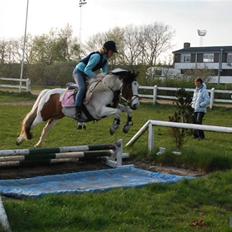 Anden særlig race MR. Blue SOLGT