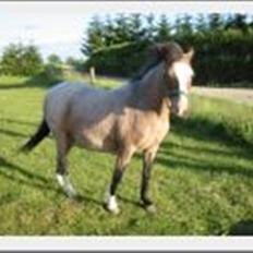 Anden særlig race Dolly