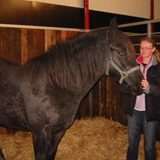 Oldenborg celina