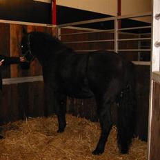 Oldenborg celina