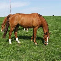 Dansk Varmblod Casandro