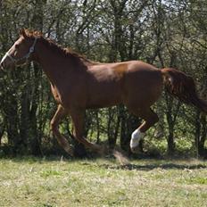 Dansk Varmblod Casandro