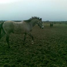 Connemara Wonder Cartney