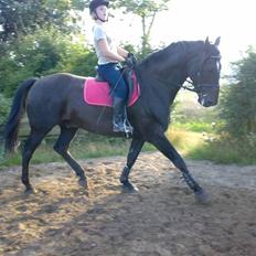 Oldenborg Soras af hesselgård<33