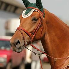 Dansk Varmblod Valløs Nikita- tidl. hest