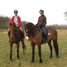 Dansk Varmblod Valløs Nikita- tidl. hest