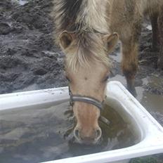 Anden særlig race Sejelstrups Odessa   