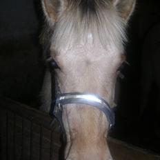 Anden særlig race Sejelstrups Odessa   