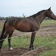 Dansk Varmblod Mirone*solgt*