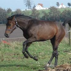 Dansk Varmblod Mirone*solgt*