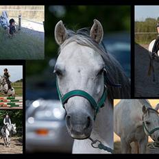 Welsh Pony af Cob-type (sec C) Smut, R.I.P.