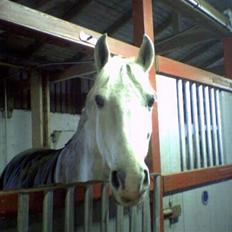 Sportsaraber (A) | General Junior †R.I.P†