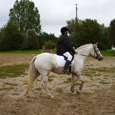 Knabstrupper Bonny*SOLGT*(Eftersøges)