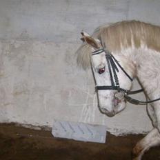 Knabstrupper Bonny*SOLGT*(Eftersøges)