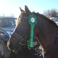 Anden særlig race Miss sixty (R.I.P)