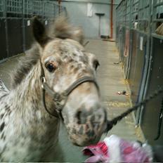 Knabstrupper Prinsesse Marie*solgt:'(