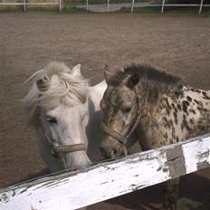 Knabstrupper Prinsesse Marie*solgt:'(