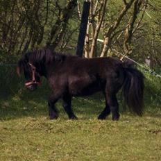 Shetlænder Jolly Jumper 