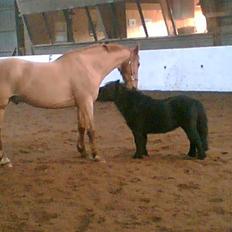 Shetlænder Jolly Jumper 