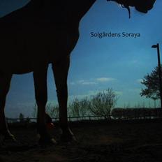 Fjordhest Solgården's Soraya