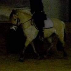 Fjordhest Solgården's Soraya